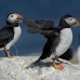 puffin_atlantic_msi_h_1131_can0751.jpg